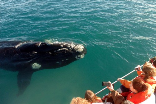 Empezó la temporada 2022 de avistajes de ballenas